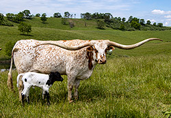 Longhorn Cow, "Silent Iron" with her new Macanudo bull calf.