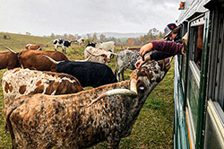 Group Texas Longhorn cows surrounding tour bus at Longhorn Head to Tail Tours