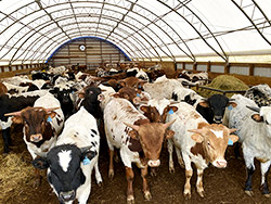 Texas Longhorn Bulls looking for a handout in the winter barn at Dickinson Cattle co - near Barnesville, Ohio.