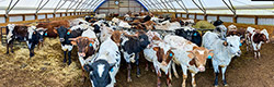 Texas Longhorn Bulls looking for a handout in the winter barn at Dickinson Cattle co - near Barnesville, Ohio.