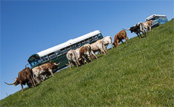 Longhorn Head To Tail tour buses in pasture with Texas Longhorn cattle in Belmont County Ohio