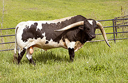 Texas Longhorn bull Macanudo at Dickinson Cattle Co.