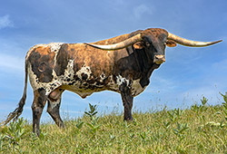 Famous Texas Longhorn herdsire - Ice Pick