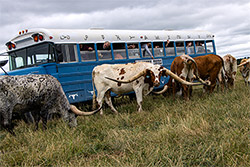 Group Texas Longhorn cows surrounding tour bus at Longhorn Head to Tail Tours