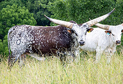 Watusi herdsire Bukuto