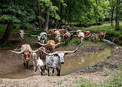 Herd of nice Texas Longhorn cows crossing a stream on Dickinson Cattle Co near Barnesville Ohio