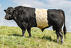 Famous BueLingo herdsire - Top Zone