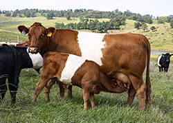 Really nice red BueLingo cow named Power Star with her 2022 calf nursing