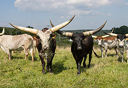 Watusi Bull Bukoto, summer of 2023, with his herd of cows in Belmont county Ohio.