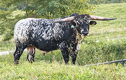 Texas Longhorn junior herdsire - Elon