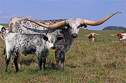 Roan Texas Longhorn cow with roan calf