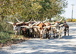 Herd of Watusi cows on Muskrat rd. near Fairview Ohio
