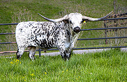 Texas Longhorn bull Showman at Dickinson Cattle Co.