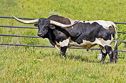 Texas Longhorn bull Line Up at Dickinson Cattle Co.