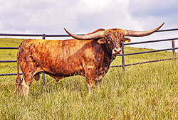 Texas Longhorn bull Silent Edge at Dickinson Cattle Co.