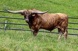 Texas Longhorn bull Silent Edge in the Dickinson Cattle co bull paddock