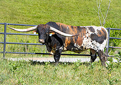 Texas Longhorn bull Ice Pick at Dickinson Cattle Co.