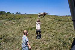 Little boys trying to get a Texas Longhorn bulls attention for a photo-op