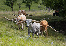 Texas Longhorn Exhibition steers at Dickinson Cattle Co. - in Belmont County Ohio