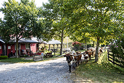 Herd trophy Texas Longhorn Cows in the driveway at Dickinson Cattle Co.