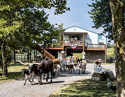 Texas Longhorn Cows - in driveway in front of Dickinson Cattle Co headquarters