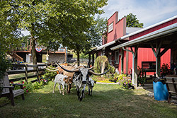Texas Longhorn Cows - In front of Longhorns Head To Tail Store
