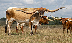 Trophy Texas Longhorn steer at Dickinson Cattle Co. - near Hendrysburg Oho