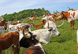 Happy Texas Longhorn cows lounging in the sun on the hillside in Belmont County Ohio.