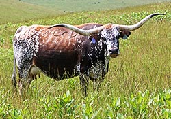 Longhorn Cow - Victory Varva