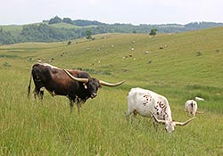Rodeo Max with his cows on the Ohio hillsides of Belmont County.