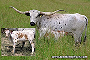 25J_2468-w-calf.jpg