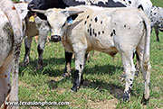 26D_0248.jpg - Marked Quality x Giver - 2025 Steer