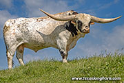 Sire - Point Wish - Photo Number: 26D_0360.jpg