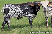 26D_0416.jpg - Queen Hand x Flair Galore - 2025 Bull