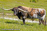 Sire - Ice Pick - Photo Number: 26D_0986.jpg
