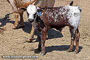 26D_1155.jpg - Cloverman x Beyond Reach - 2026 Bull