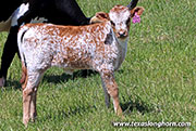 26D_1163.jpg - Point Char x Giver - 2026 Heifer
