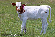 26D_1177.jpg - Cool Span x Beyond Reach - 2026 Heifer