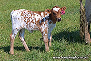Cut Forever Calf 2026 - Cut Forever x Full Throttle - 2026 Heifer - 26D_1253