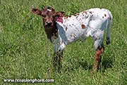 26D_1506.jpg - Drag Amera x Point Wish - 2026 Heifer