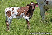 26D_1526.jpg - Coco x Tin Cup - 2026 Heifer