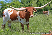 26D_1531.jpg - Punch Point