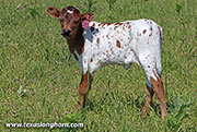 26D_1646.jpg - Drag Amera x Point Wish - 2026 Heifer