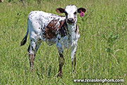 Tear Point Calf 2026 - Tear Point x Nohow - 2026 Heifer - 26D_1653