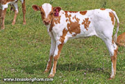 Out of Order Calf 2026 - Out of Order x Levin - 2026 Heifer - 26D_1771