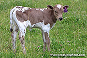 Silver Rock Calf 2026 - Silver Rock x Giver - 2026 Heifer - 26D_1857