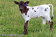 50 Winks - 50 Winks x Fifty Fifty - 2026 Heifer - 26D_1861