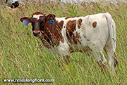26D_2067.jpg - Royal Point x Jam Box - 2026 Bull