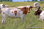 Toss'N Mac - I-288962 - 26D_2073