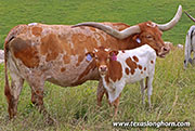 26D_2086.jpg - Drop & Roll x Full Throttle - 2026 Heifer